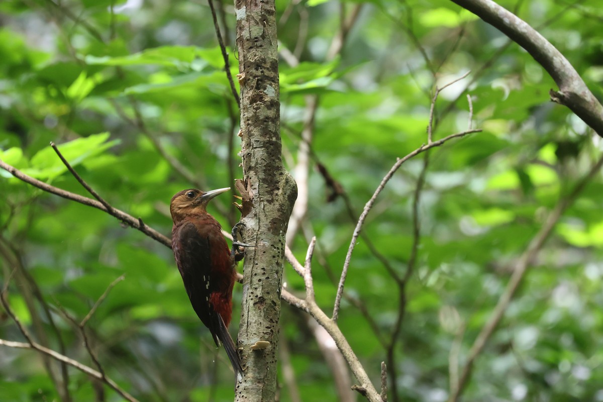 Okinawa Woodpecker - ML635870639