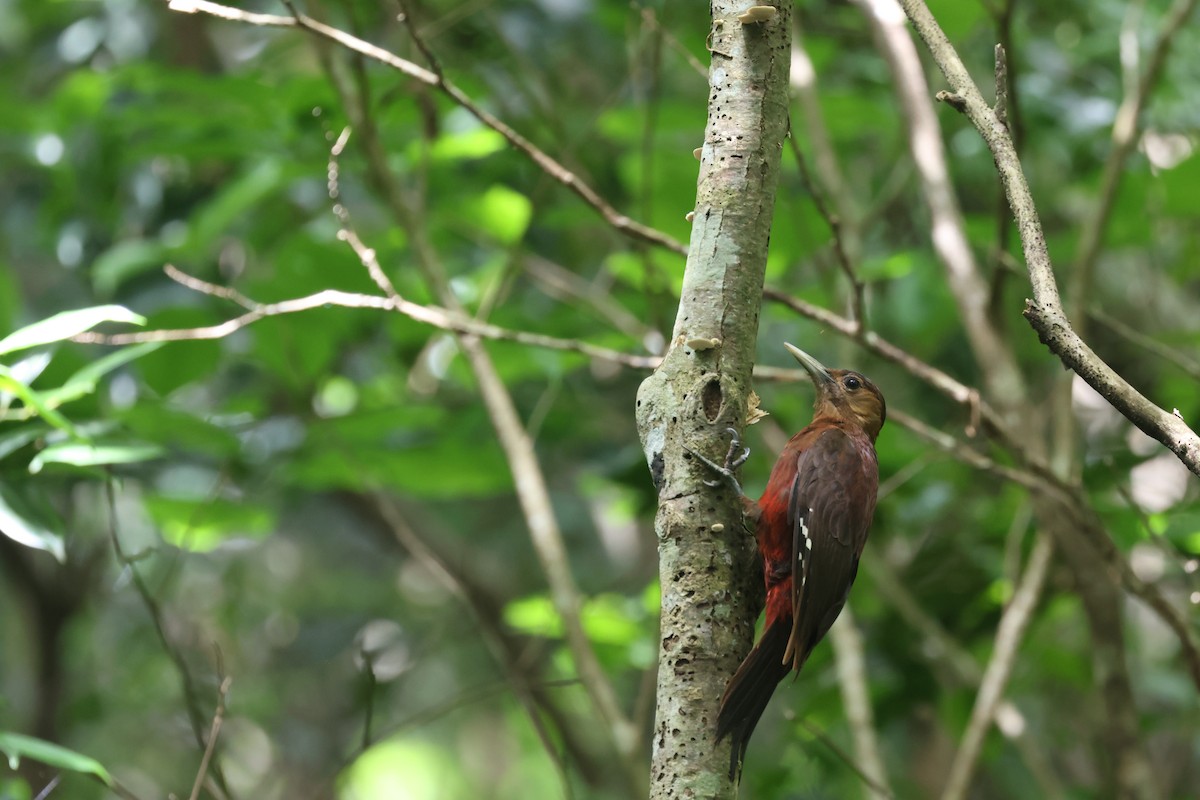 Okinawa Woodpecker - ML635870646