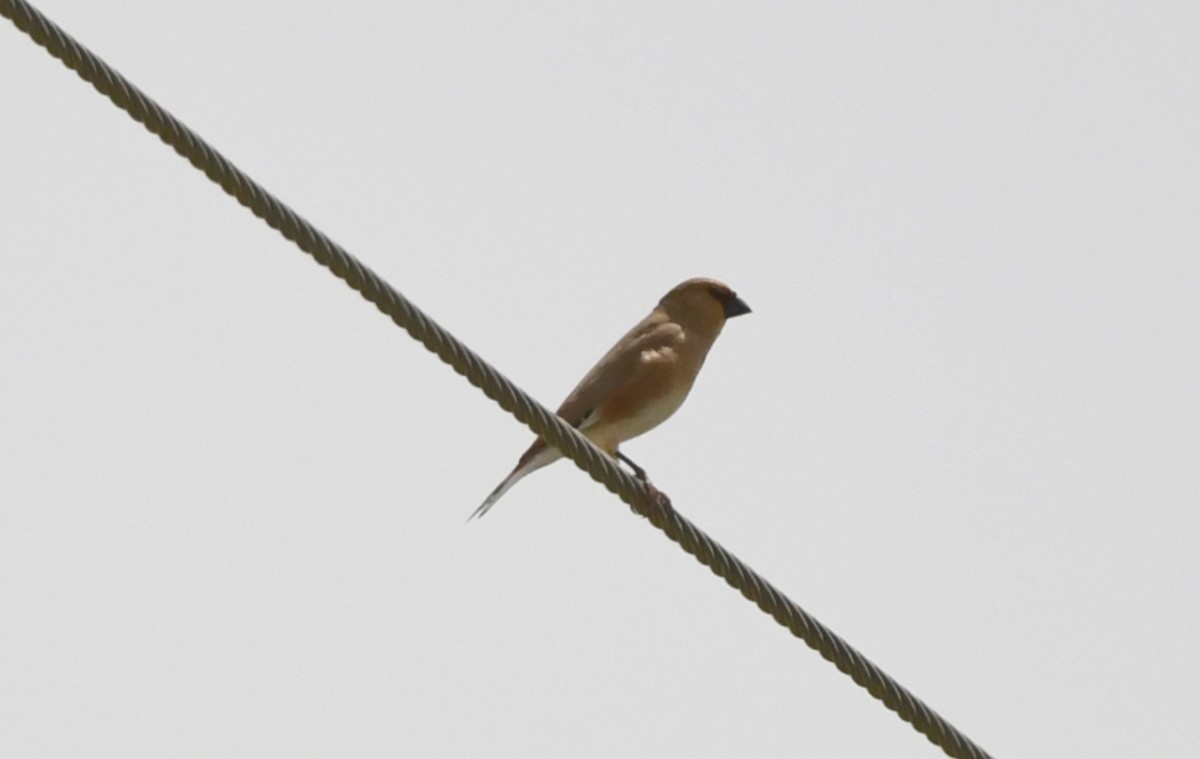 Desert Finch - ML635870679