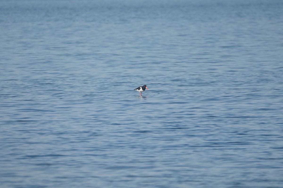 Eurasian Oystercatcher - ML635870710