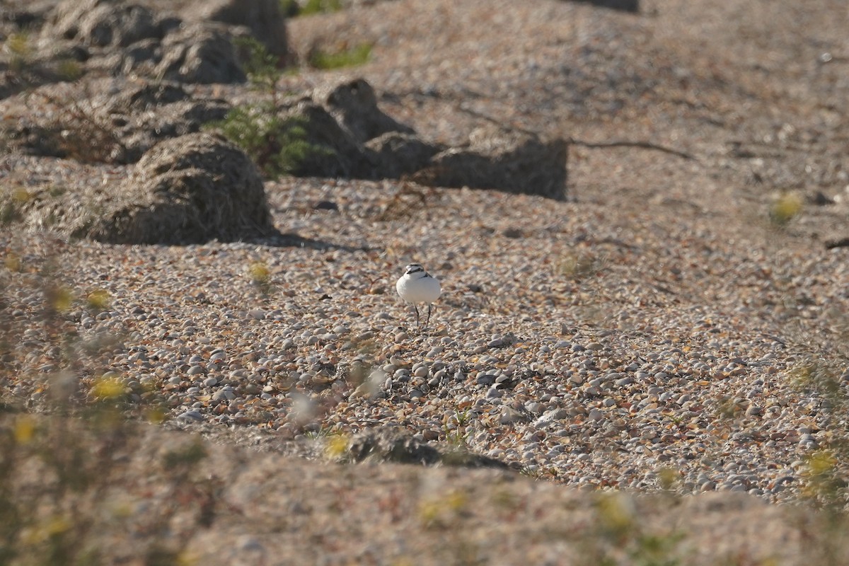 Kentish Plover - ML635870720