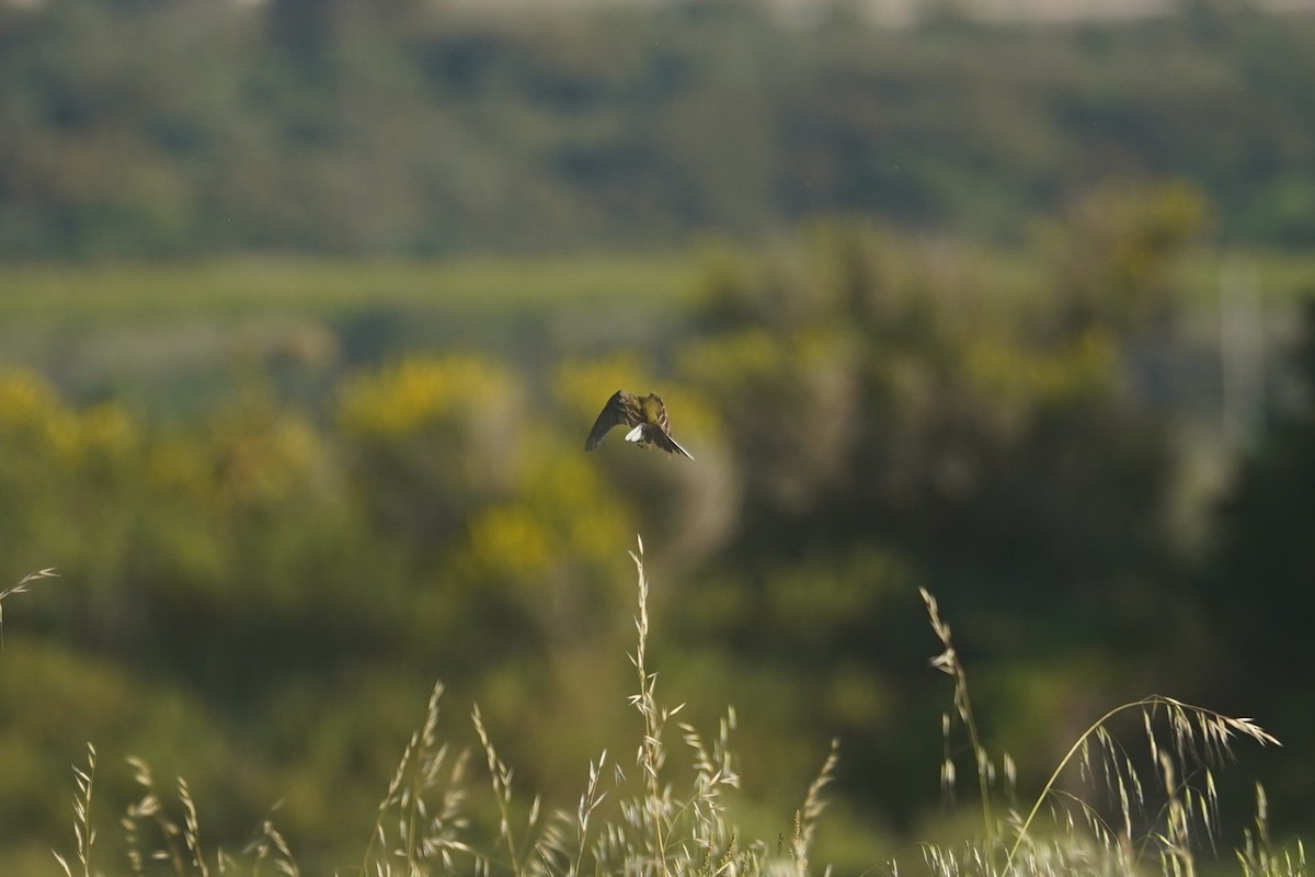 Western Yellow Wagtail - ML635870741