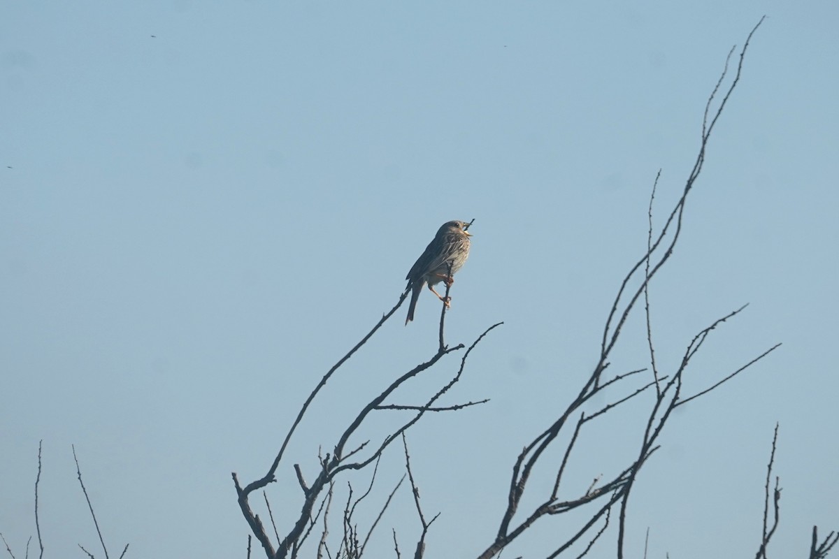 Corn Bunting - ML635870769