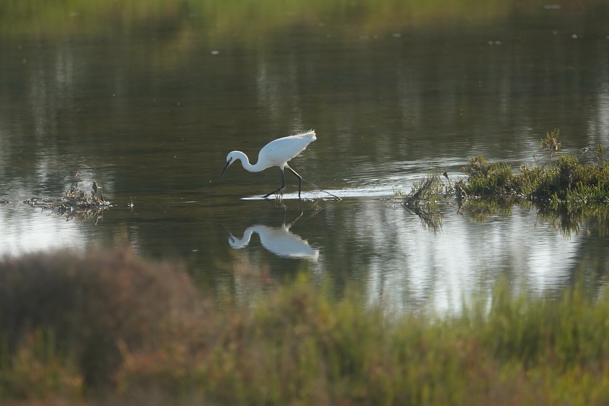 Little Egret - ML635870773