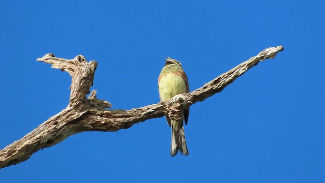 Bahçe Çintesi - ML635870803