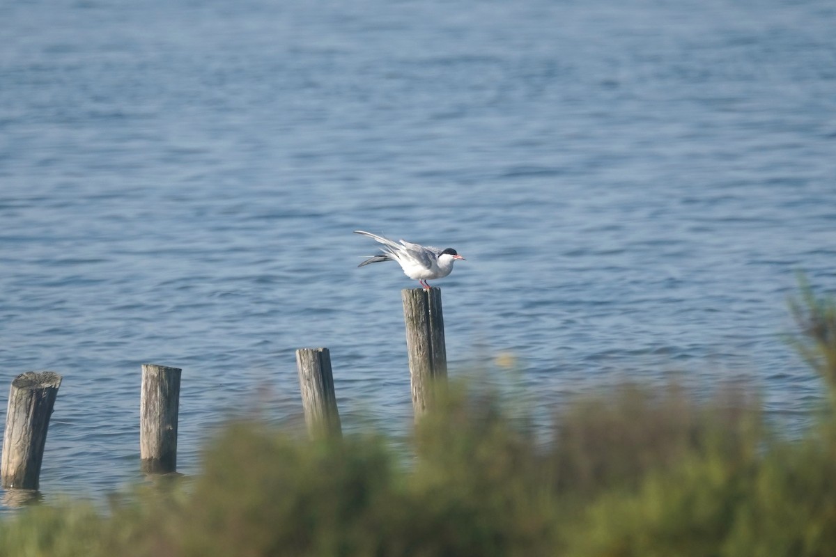 Common Tern - ML635870823