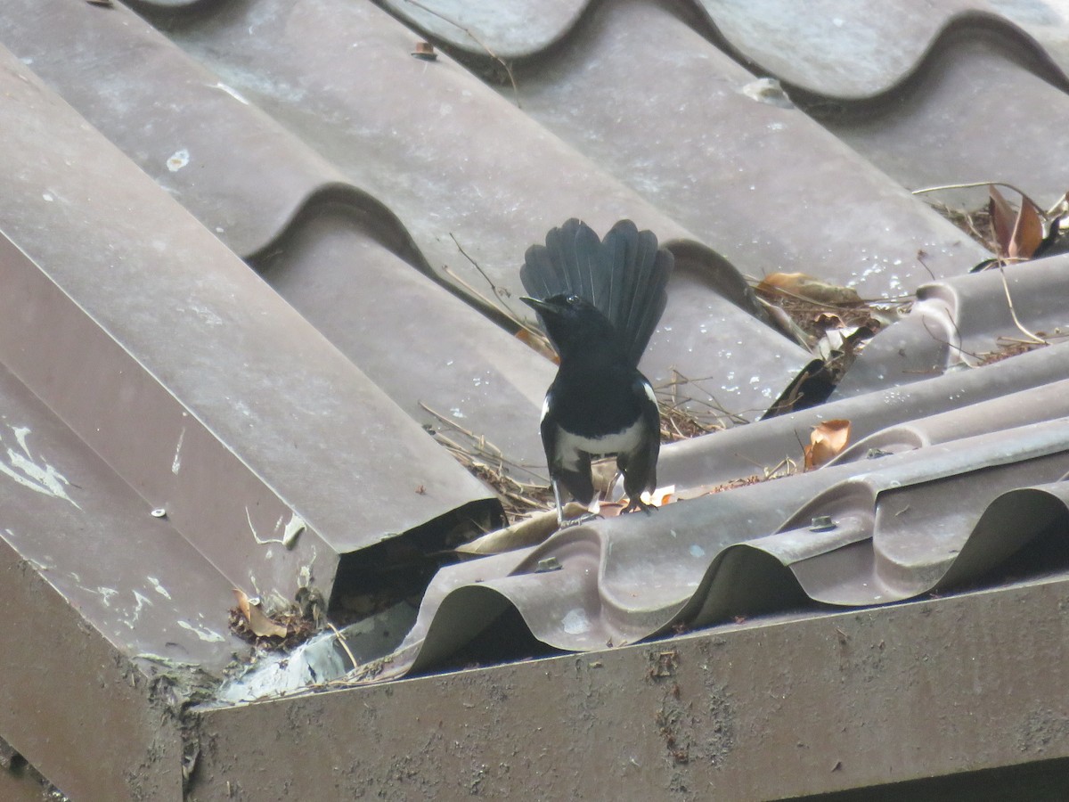 Philippine Magpie-Robin - ML635870839