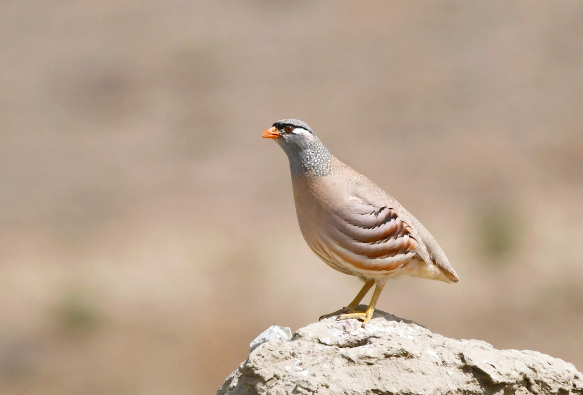 See-see Partridge - ML635870888