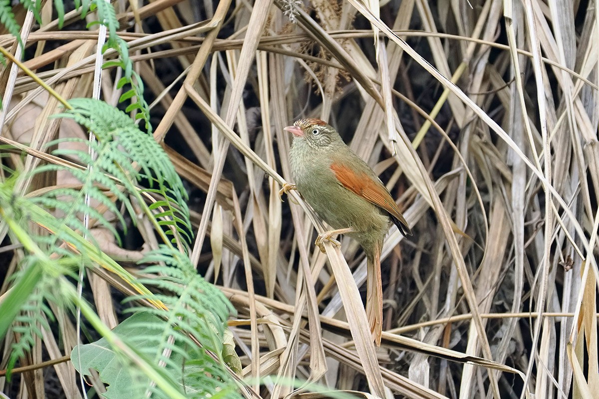 Streak-capped Spinetail - ML635870892