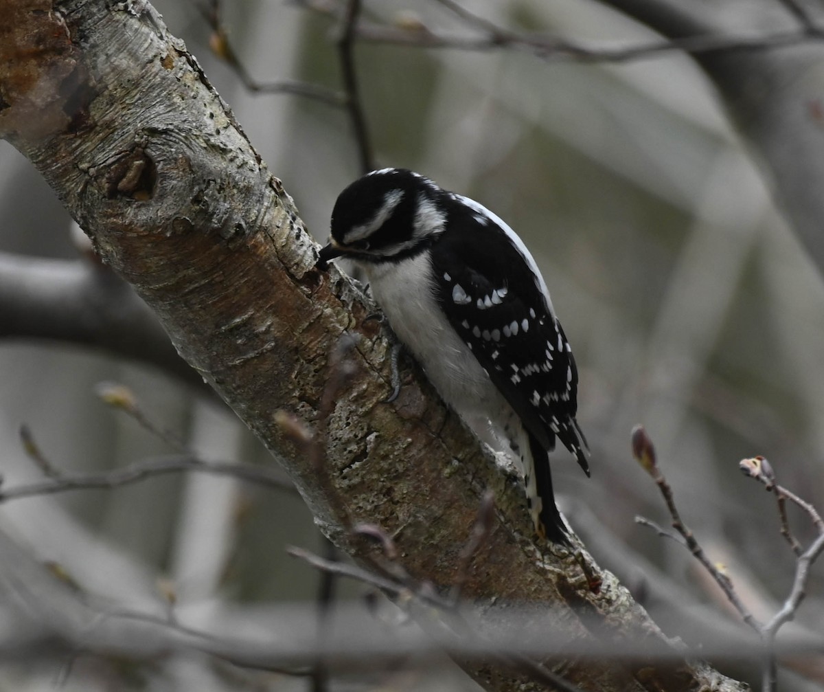 Downy Woodpecker - ML635870895