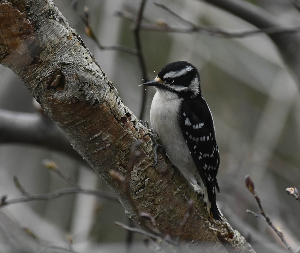 Downy Woodpecker - ML635870896