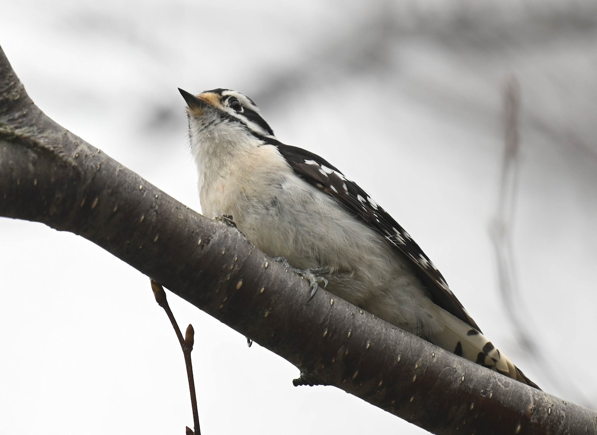 Downy Woodpecker - ML635870898
