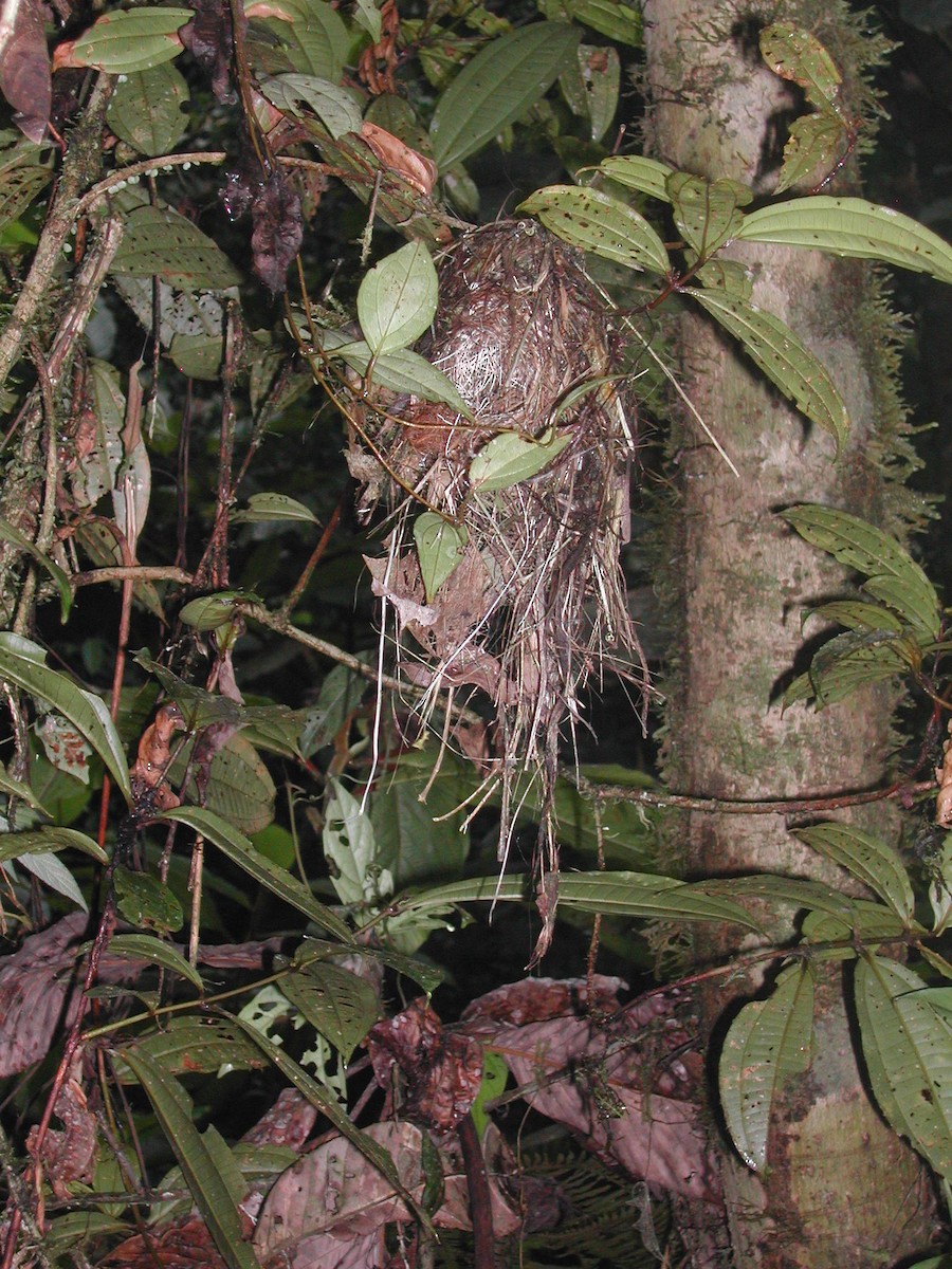 Black-and-white Tody-Flycatcher - ML635870941