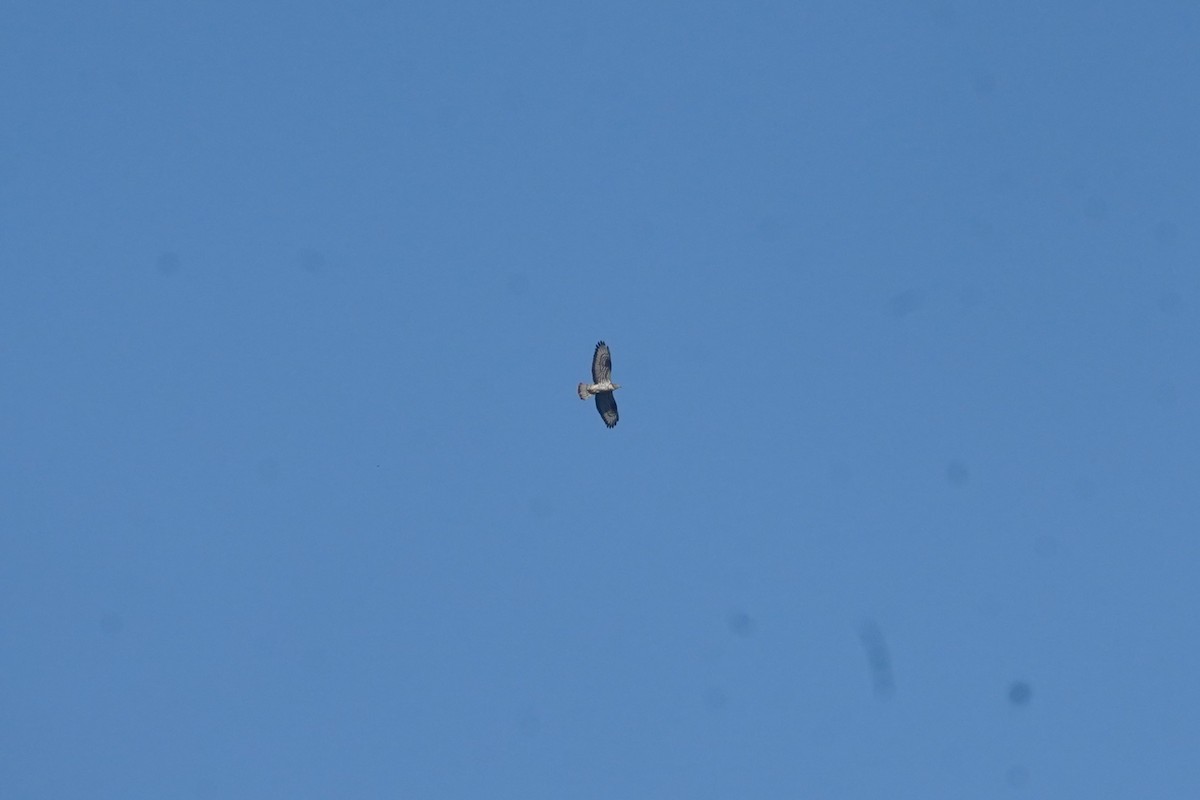 European Honey-buzzard - ML635871043