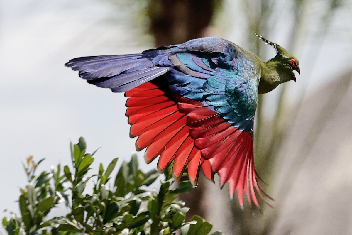 Schalow's Turaco - ML635871066