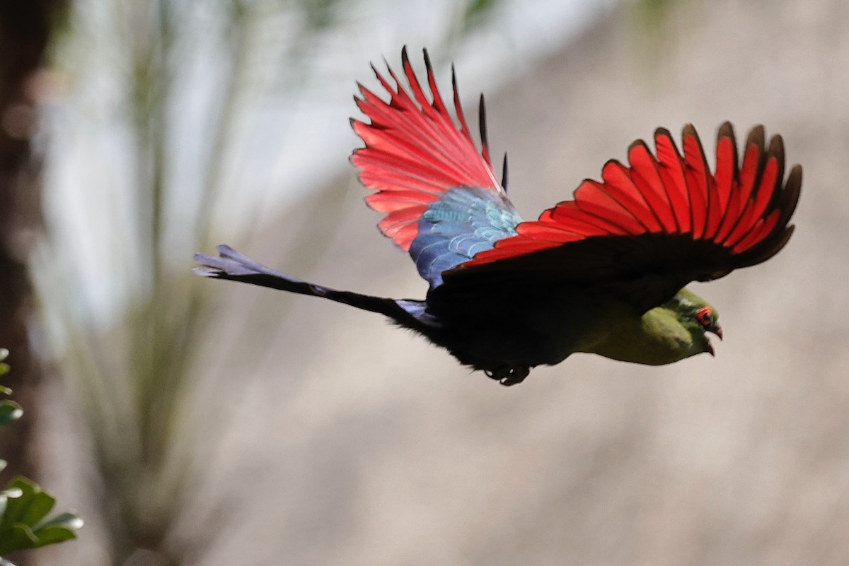 Schalow's Turaco - ML635871067