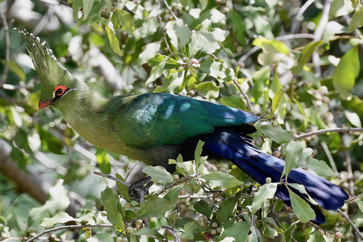 Schalow's Turaco - ML635871070