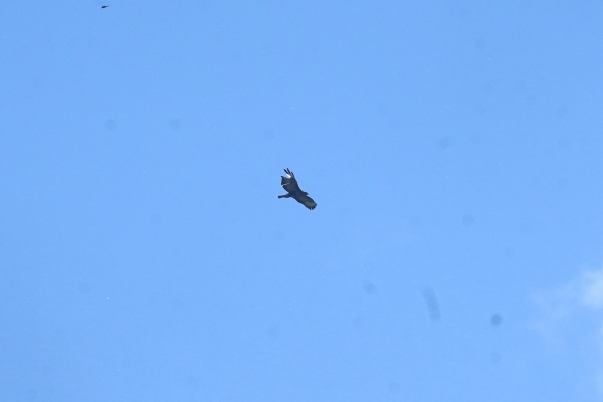 Golden Eagle - ML635871156