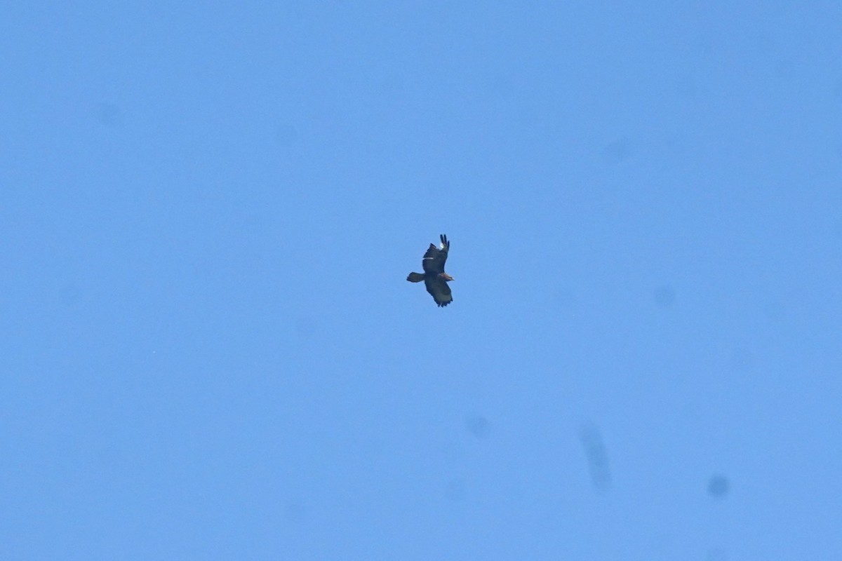 Golden Eagle - ML635871195