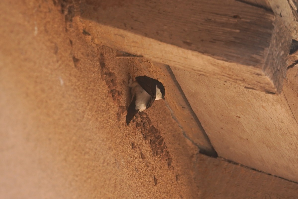 Western House-Martin - ML635871208