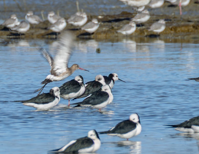 黑尾鷸 - ML635871231