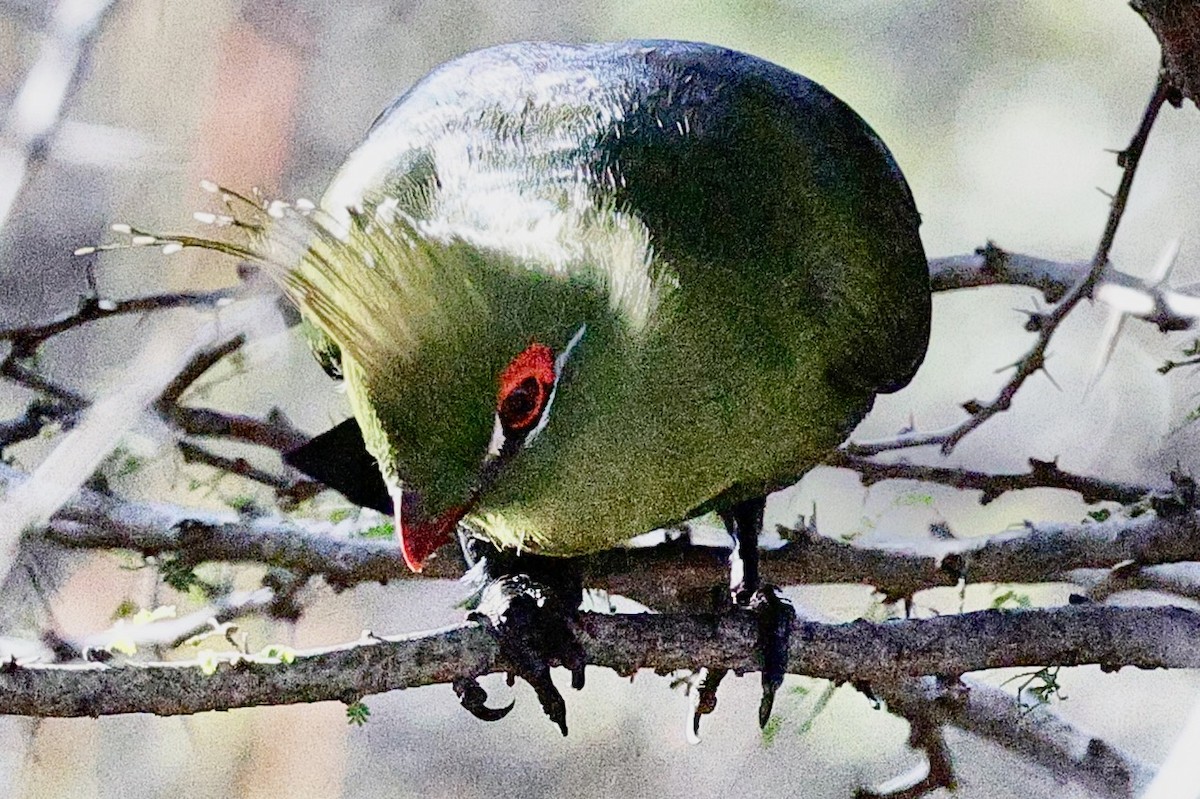 Schalow's Turaco - ML635871243