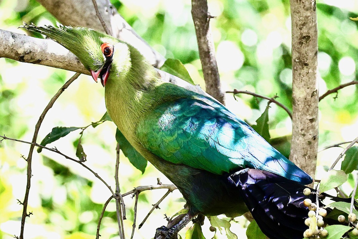 Schalow's Turaco - ML635871244