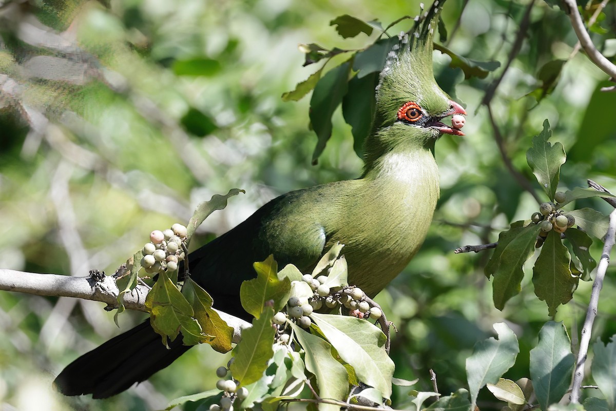 Schalow's Turaco - ML635871245