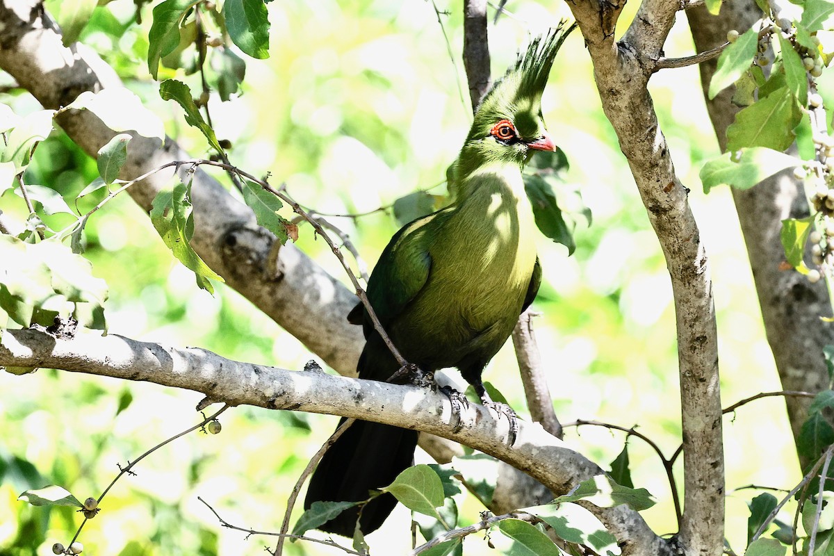 Schalow's Turaco - ML635871246
