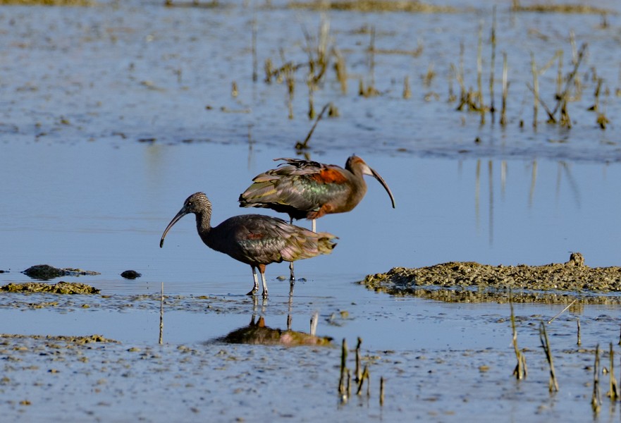 彩䴉 - ML635871343