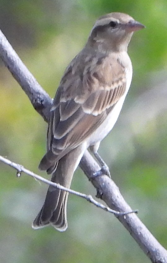 Yellow-throated Bush Sparrow - ML635871345