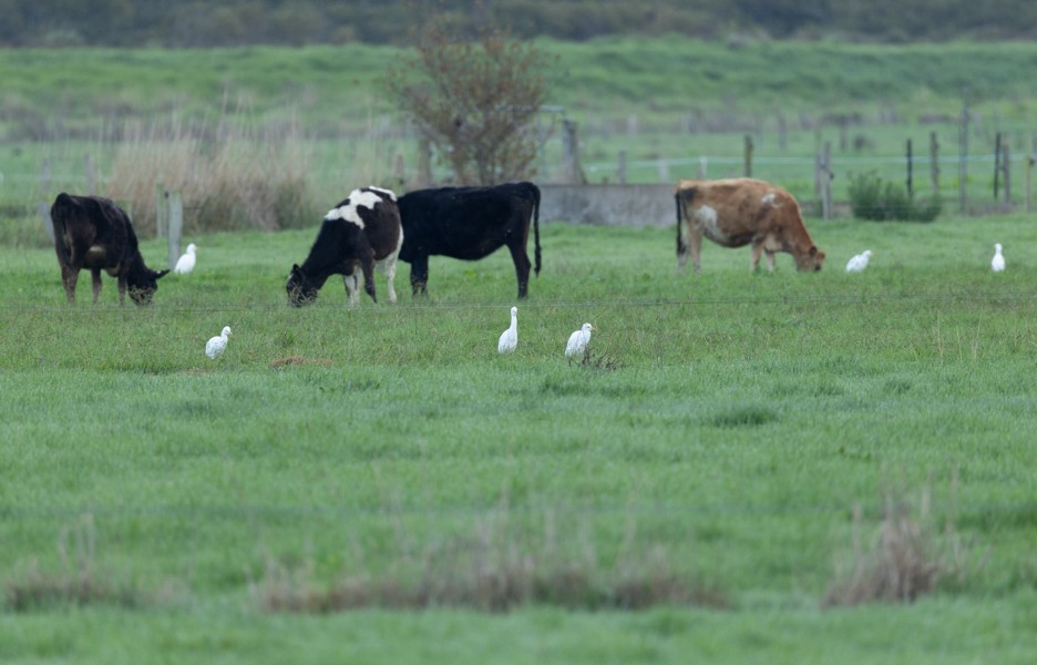 黃頭鷺 - ML635871475
