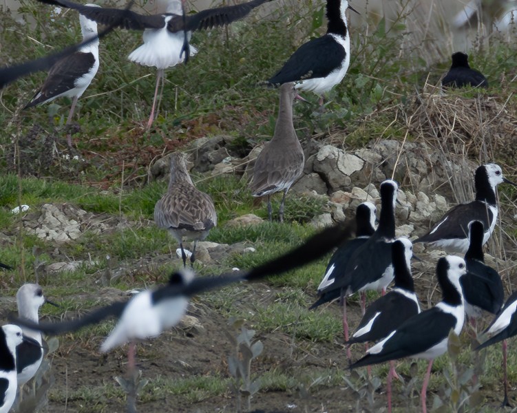 黑尾鷸 - ML635871490