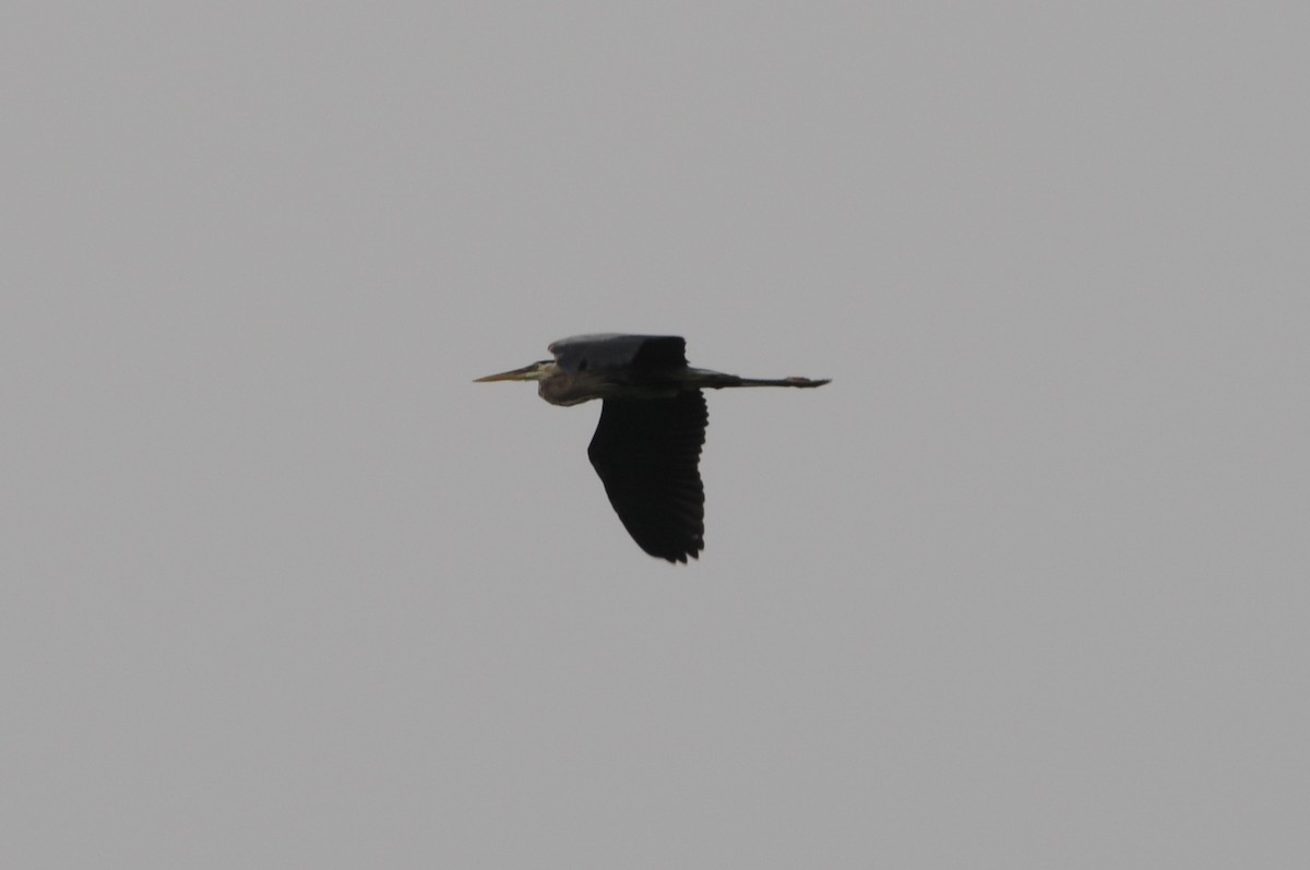 Great Blue Heron - ML635871516