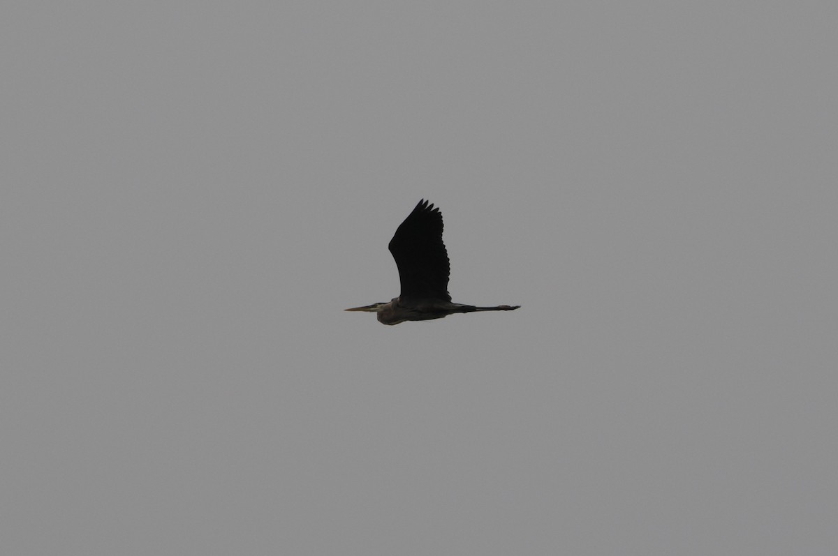 Great Blue Heron - ML635871517