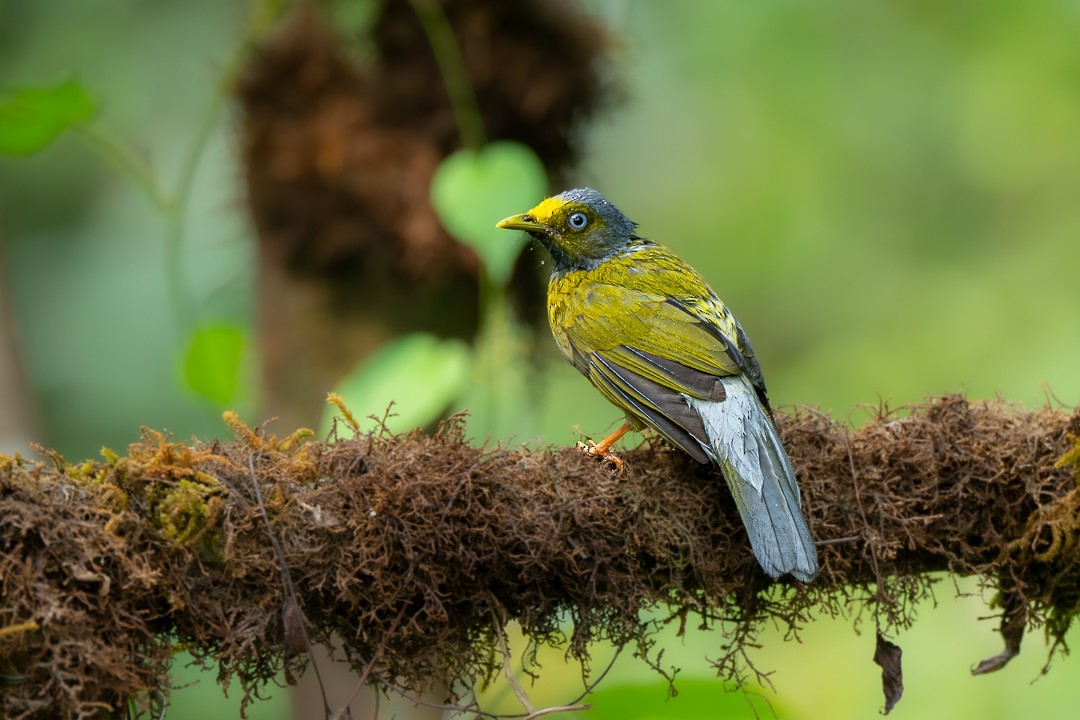 Gray-headed Bulbul - ML635871545