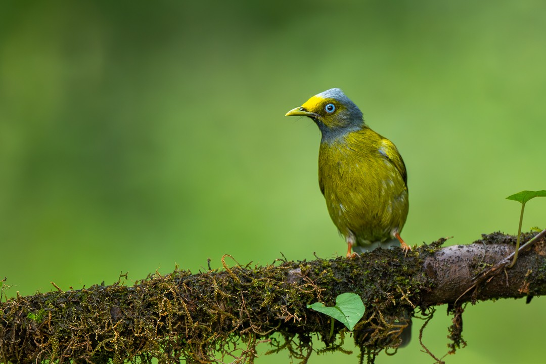 Gray-headed Bulbul - ML635871550