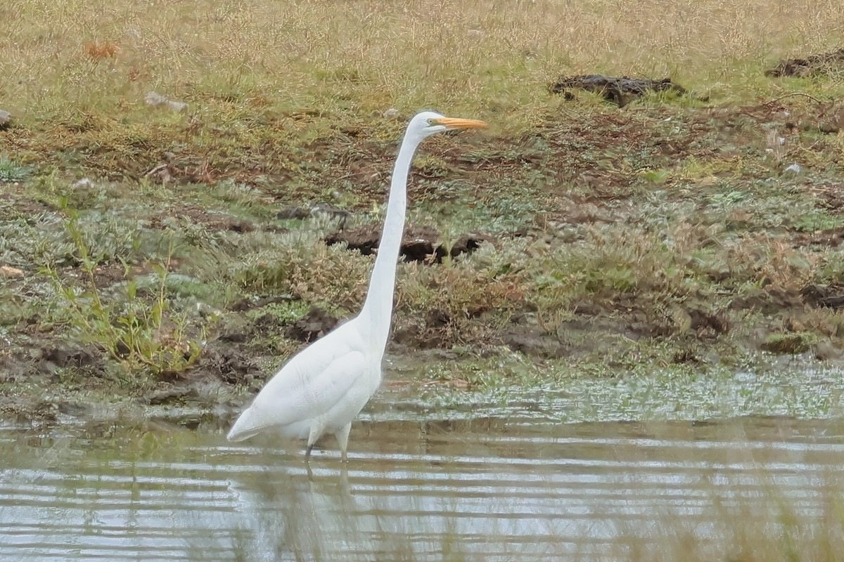 ダイサギ - ML635871662