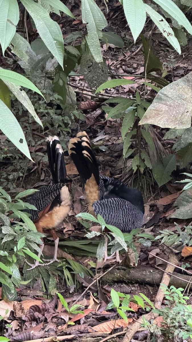 Blue-billed Curassow - ML635871689