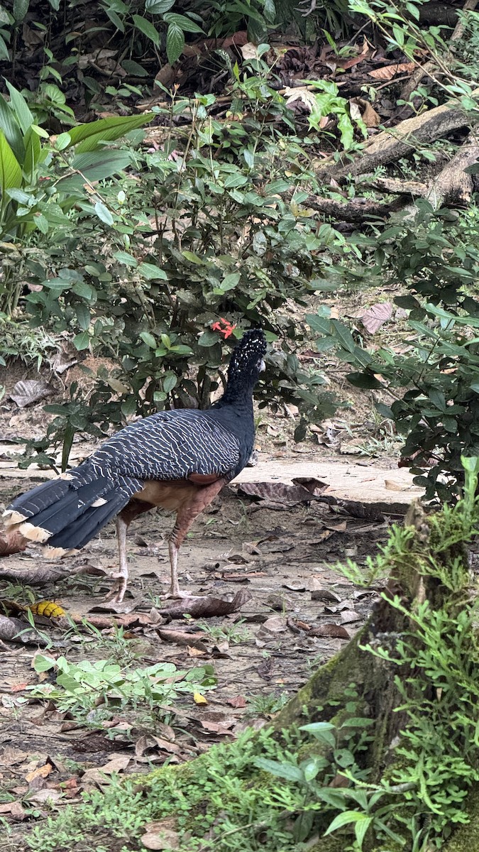 Blue-billed Curassow - ML635871690