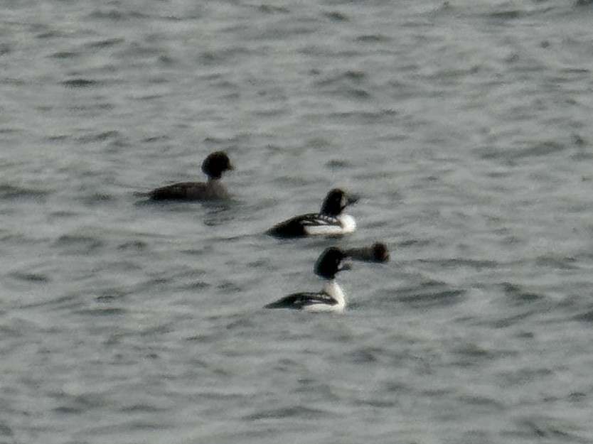 キタホオジロガモ - ML635871729