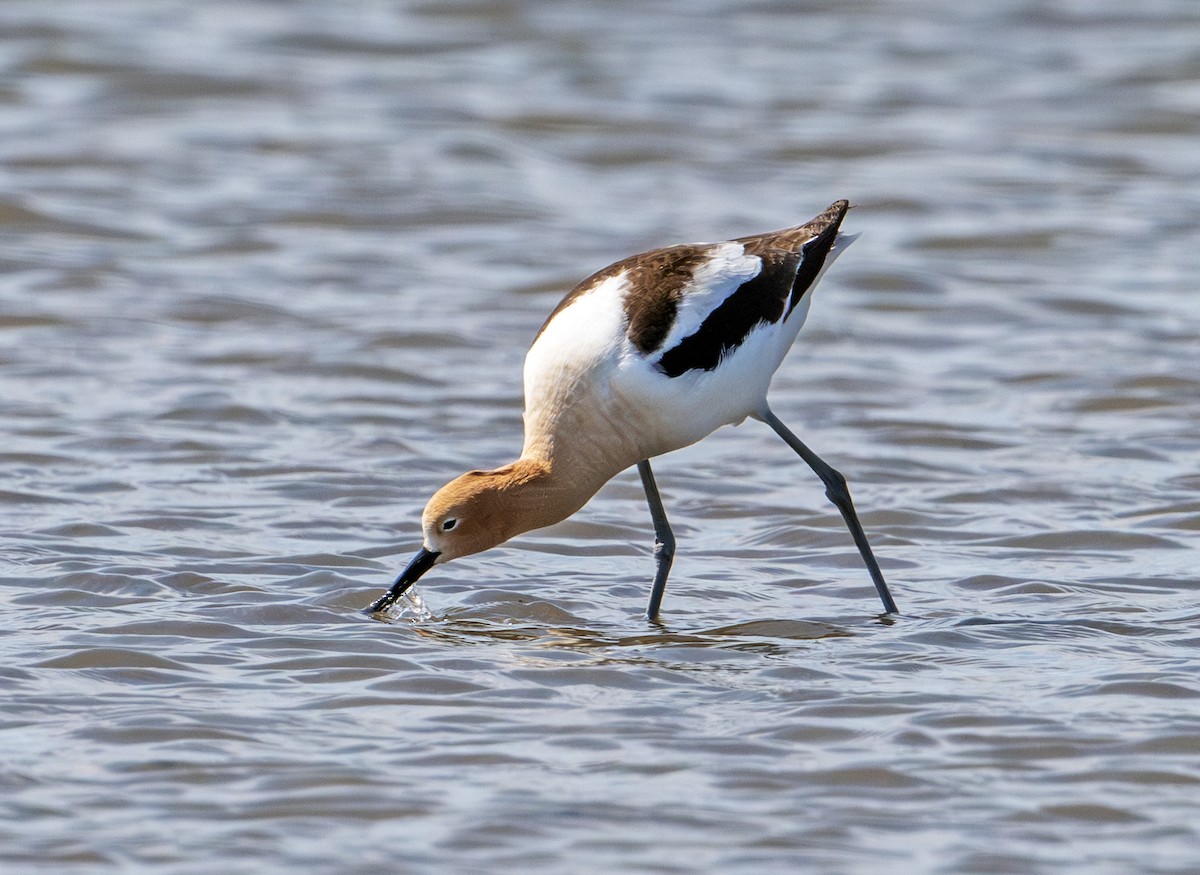 American Avocet - ML635871827