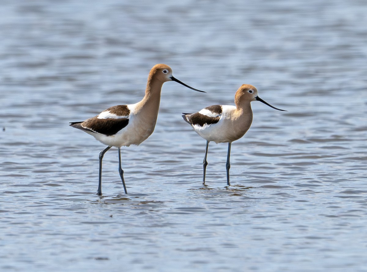 American Avocet - ML635871828