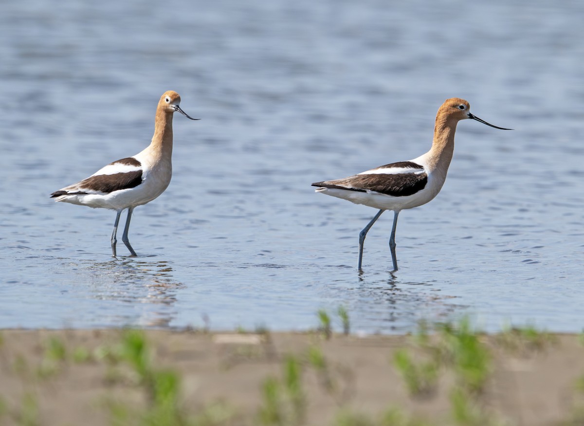 American Avocet - ML635871829