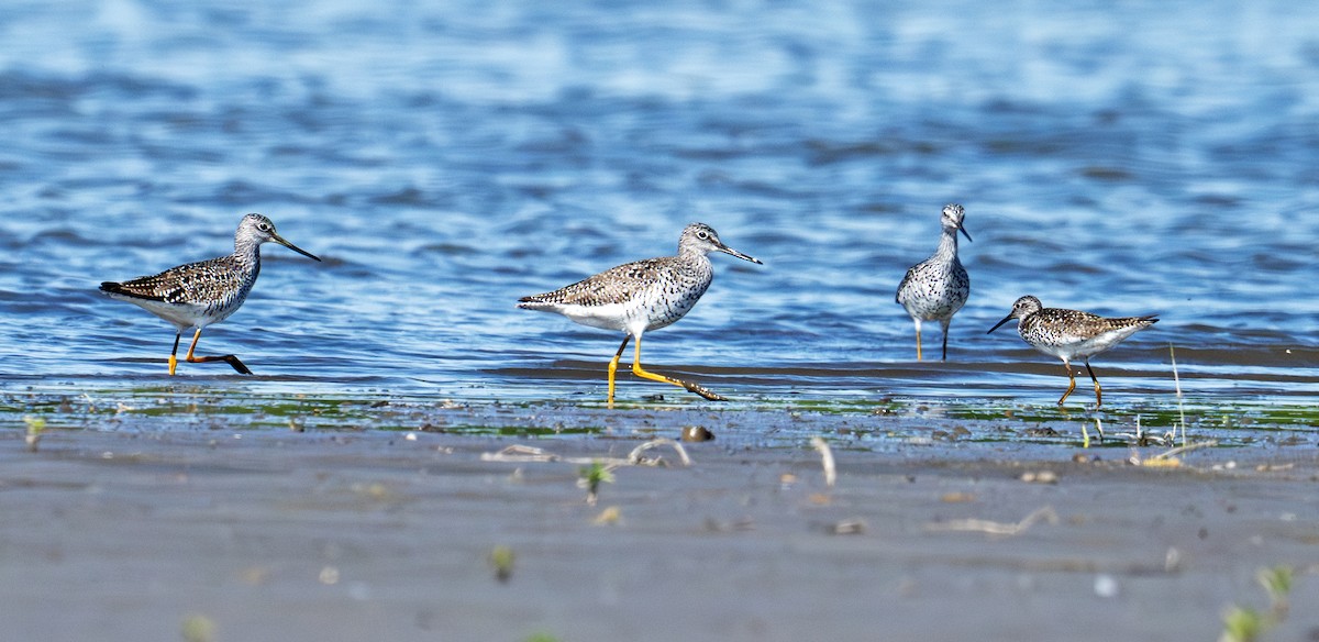 Greater Yellowlegs - ML635871836
