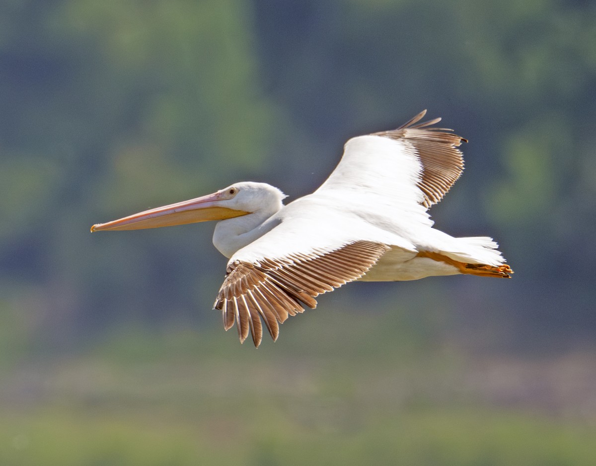 American White Pelican - ML635871839