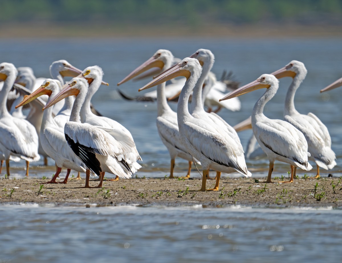 American White Pelican - ML635871840