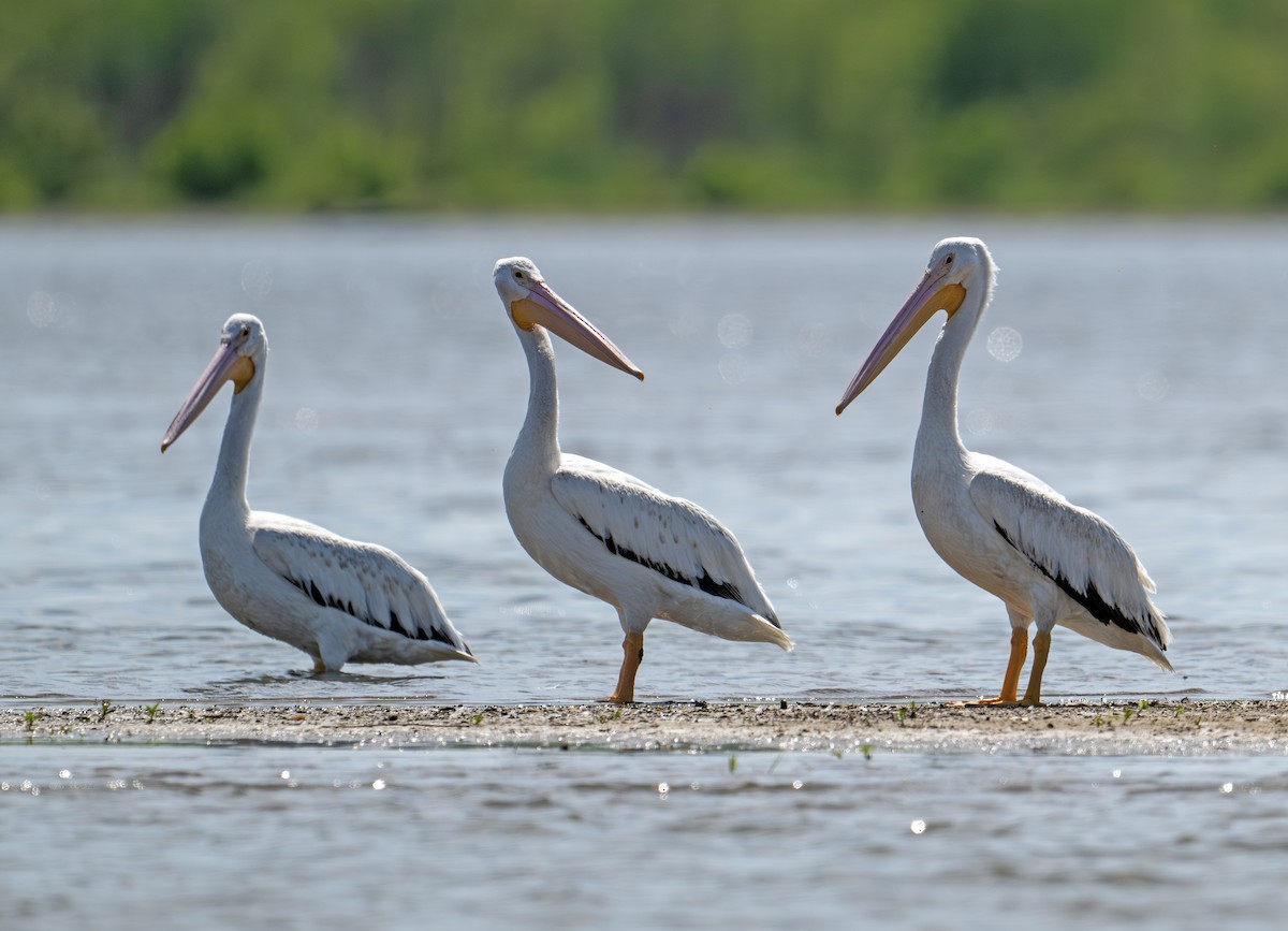 American White Pelican - ML635871841
