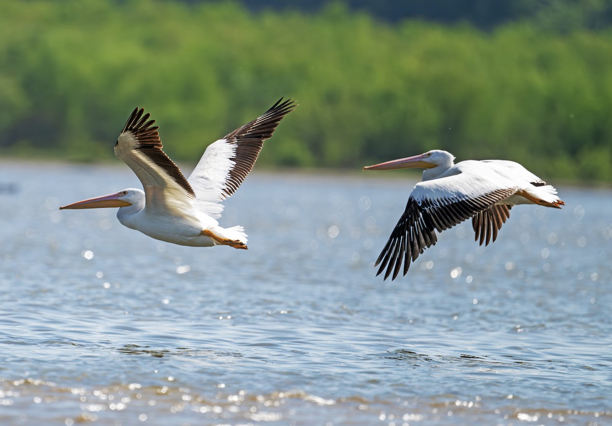 American White Pelican - ML635871842