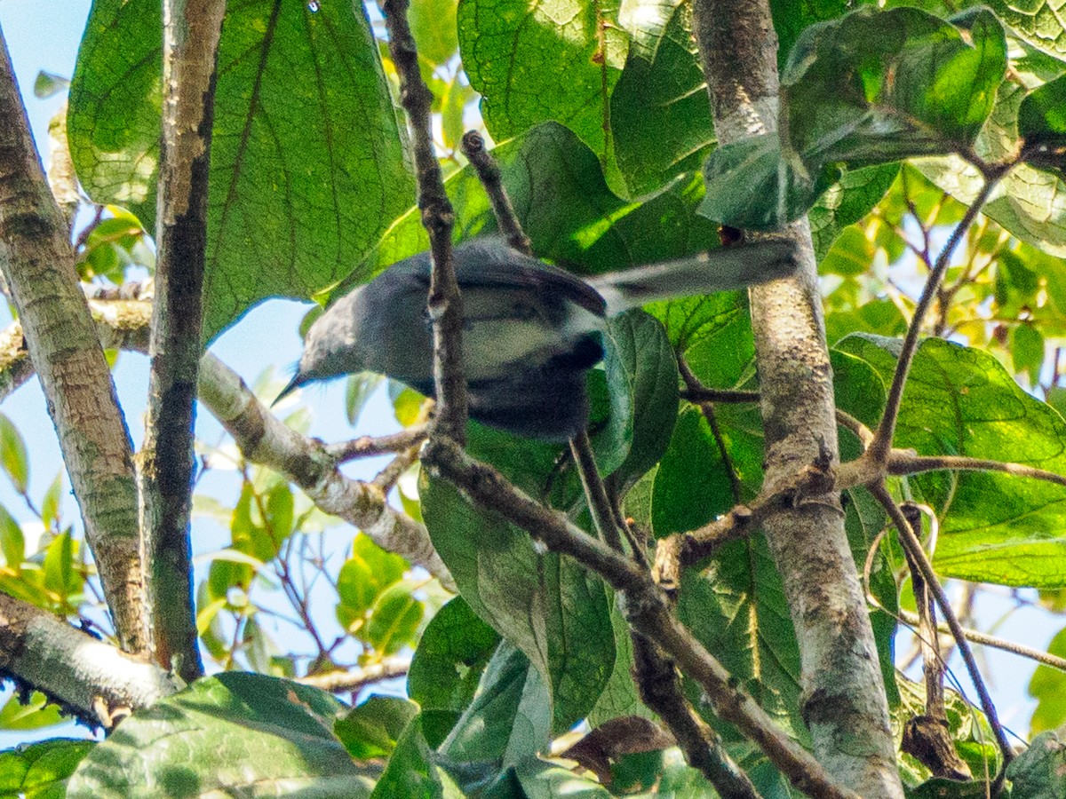 Klages's Gnatcatcher - ML635872056
